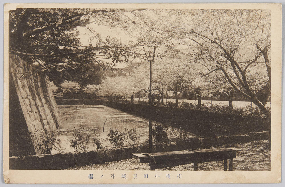 作品画像:相州小田原城外ノ桜
