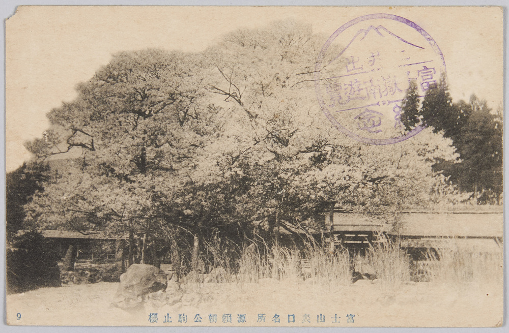 作品画像:富士山表口名所 源頼朝公駒止桜