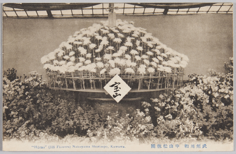 作品画像:武州川和 中山松林圃 Hozan(516 Flowers)Nakayama Shorimpo,Kawawa