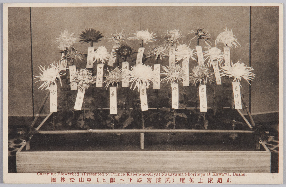 作品画像:正菊床上花壇(閑院宮殿下へ献上)中山松林圃