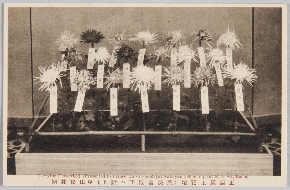作品画像:正菊床上花壇(閑院宮殿下へ献上)中山松林圃