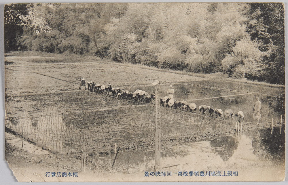 作品画像:相模上溝鳩川農業学校 第一回挿秧の景
