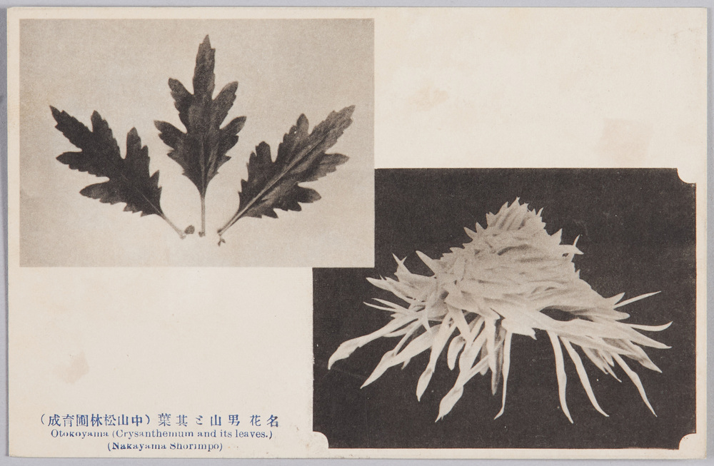 作品画像:名花男山と其葉(中山松林圃育成)