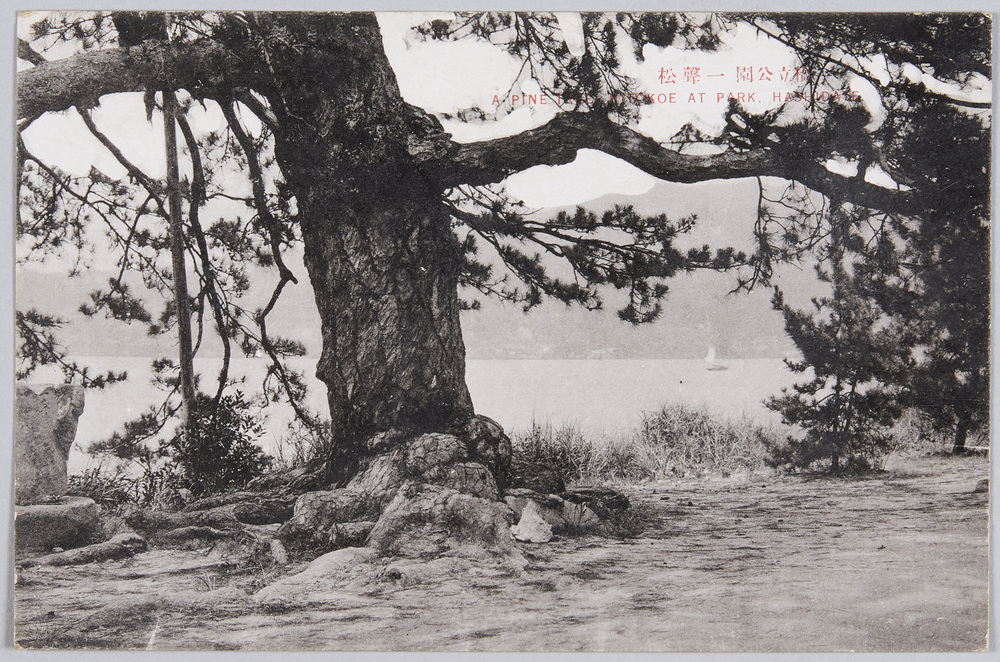 作品画像:橋立公園一声松