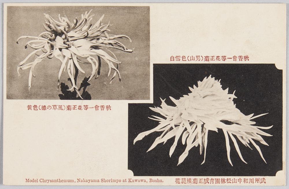 作品画像:武州川和中山松林圃育成正菊模範花