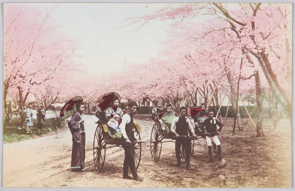 作品画像:桜並木と人力車に乗る少女達