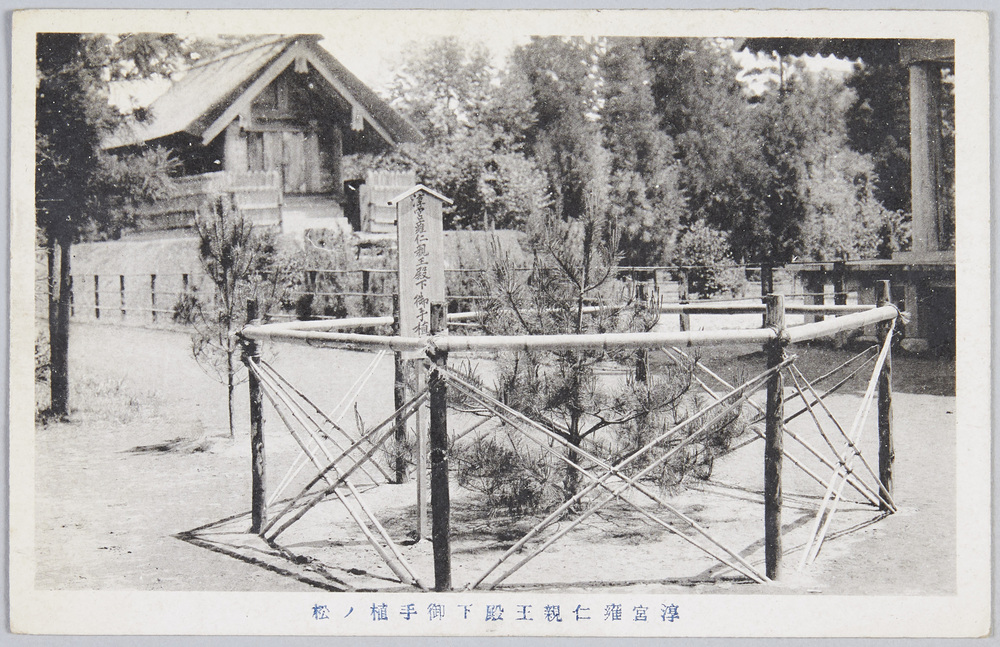 作品画像:乃木神社 淳宮雍仁親王殿下御手植ノ松