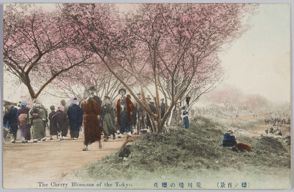 作品画像:桜ノ百景 荒川堤の桜花