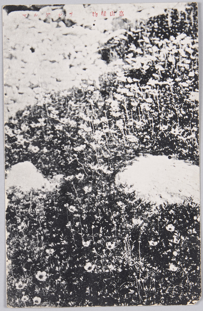 作品画像:高山植物