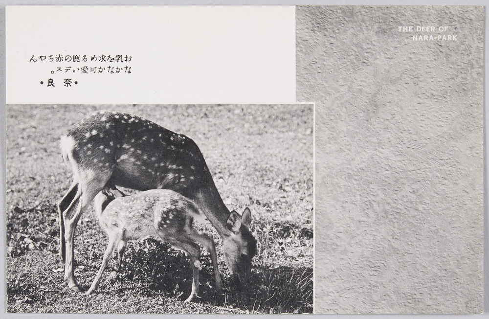 作品画像:奈良公園の鹿