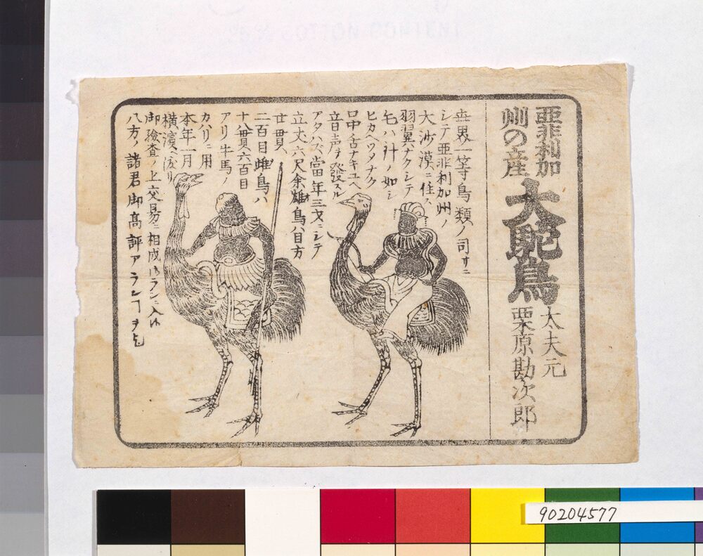 作品画像:亜非利加州産大駝鳥の案内