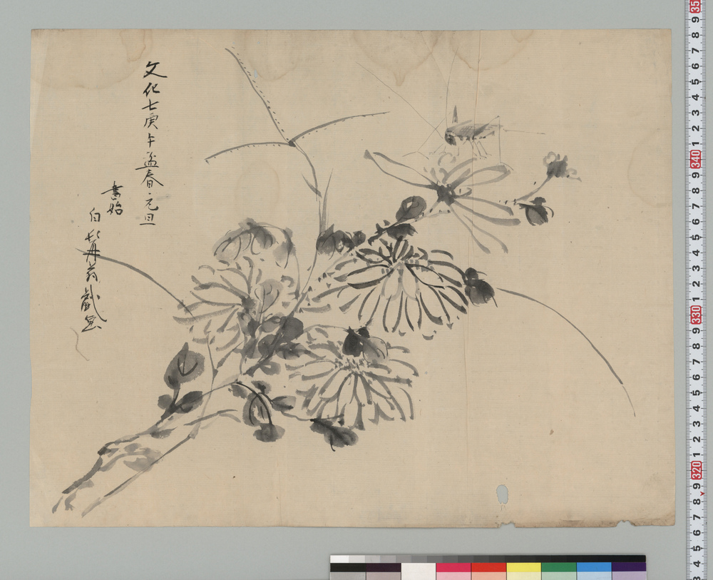 菊花と虫図
