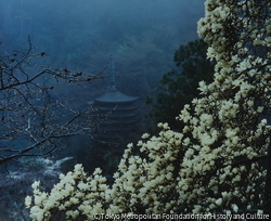 作品画像:談山神社木蓮