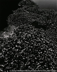 作品画像:
