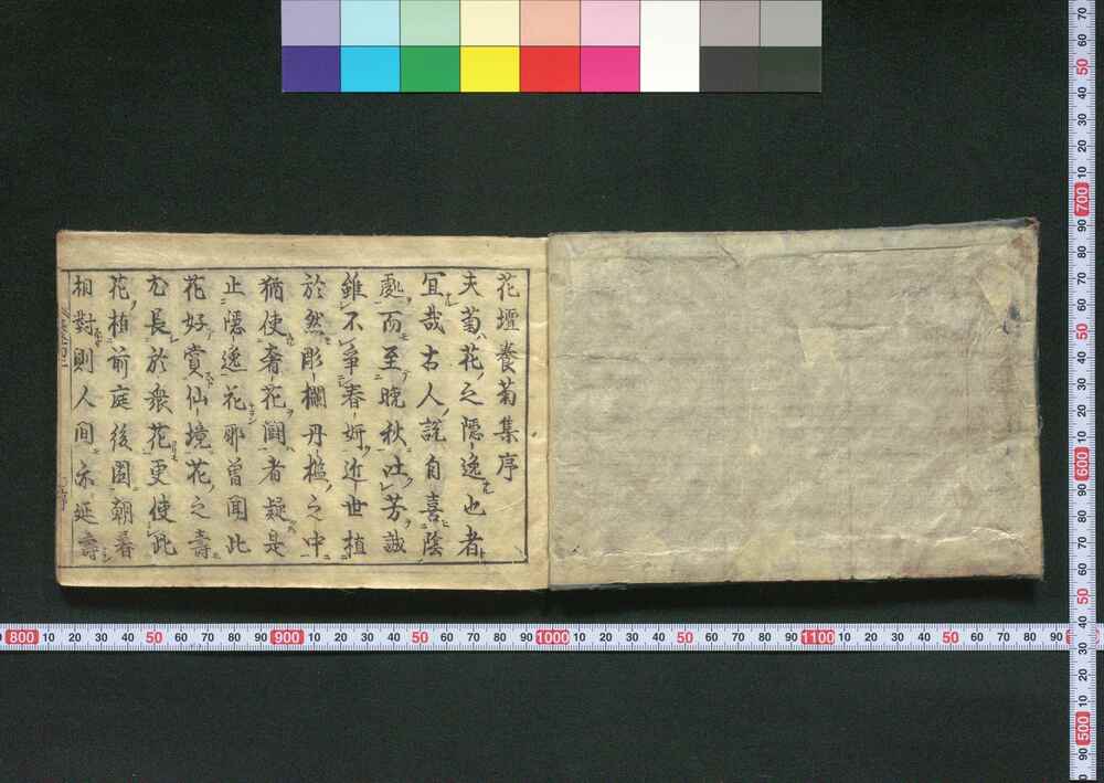 作品画像:花壇養菊集