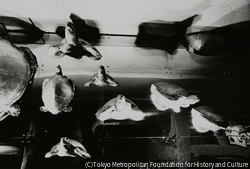 作品画像:粟津潔による海亀