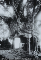 作品画像: