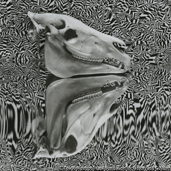 作品画像:骨