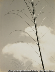 作品画像：（竹と雲）