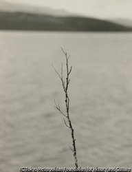 作品画像:(枝のある風景)