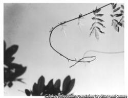 作品画像:(蔓草)