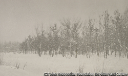作品画像:(雪の疎林)