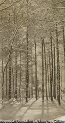 作品画像:雪木立
