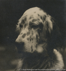 作品画像:犬