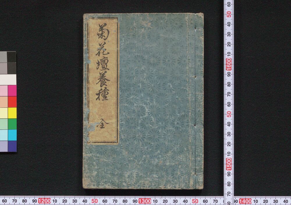 作品画像:菊花壇養種