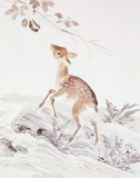 作品画像:仔鹿の秋