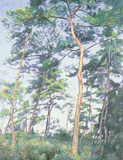 作品画像:赤松