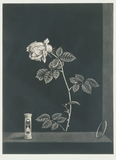 作品画像:薔薇と時
