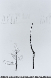 作品画像：