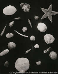 作品画像: