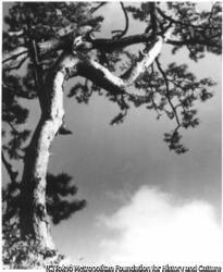 作品画像:(松と雲)