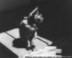 作品画像:猫