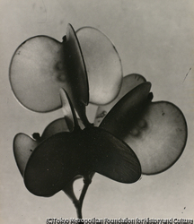 作品画像:Objet Natural B