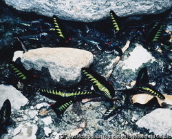 作品画像:温水を吸うアカエリトリバネアゲハのオスと中毒死した死体