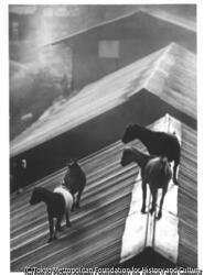 作品画像: