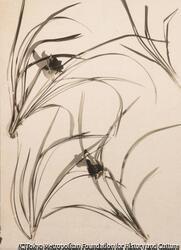 作品画像:ランの花の光と影