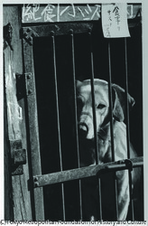 作品画像：犬