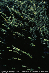作品画像: