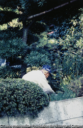 作品画像: