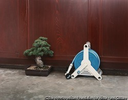 作品画像：盆栽と水撒きホース