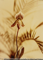 作品画像:南の花