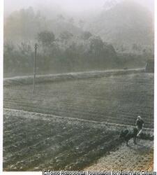 作品画像:朝霧