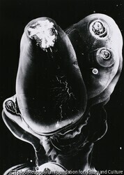 作品画像:
