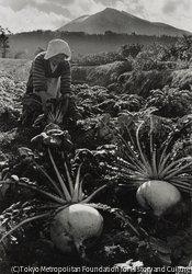 作品画像:梅崎春生『桜島』桜島岳と大根