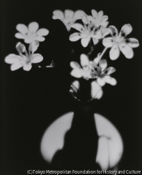 作品画像:静物