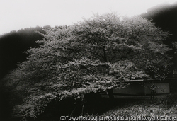 作品画像:(7) 修善寺